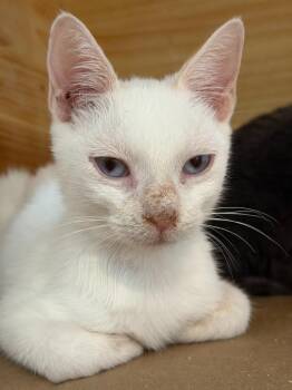 Ghosty -  Siamese and Domestic Short Hair Cat for Adoption in New Braunfels, Texas - Ghosty | PetCurious