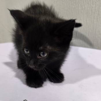 Rescue Domestic Short Hair Cats for Adoption in Tampa, Florida - Fabu | PetCurious