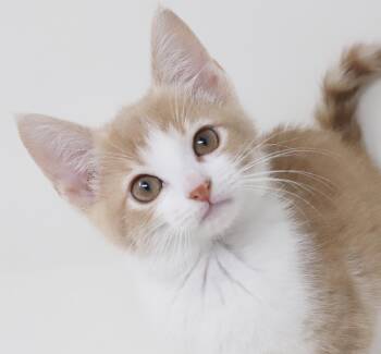 Dandelion is a dream - PRINCESS of purring - rare Orange FEMALE -  Tabby Cat for Adoption in Bedford Hills, New York - Dandelion Is A Dream - PRINCESS Of Purring - Rare Orange FEMALE | PetCurious