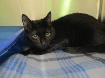 Domestic Short Hair Cats Available for Adoption in Johnson City, Tennessee - Tater (Summit) | PetCurious