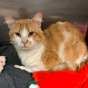 Rescue Domestic Medium Hair Cats for Adoption in Los Angeles, California - Bryce | PetCurious