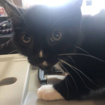 Rescue Domestic Short Hair Cats for Adoption in Lenexa, Kansas - Augusta | PetCurious