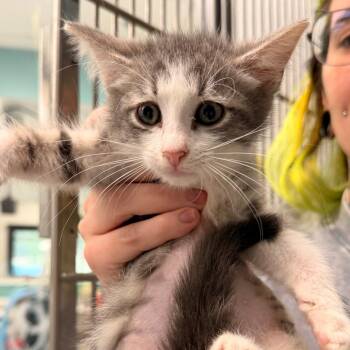 Cricket -  Domestic Short Hair Cat for Adoption in Inman, South Carolina - Cricket | PetCurious