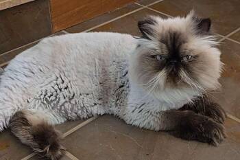 Rescue Himalayan Cats for Adoption in Sioux Falls, South Dakota - Jerry (bonded With Luna) | PetCurious