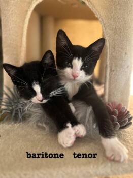 Baritone & Tenor -  Domestic Short Hair Cat for Adoption in New York, New York - Baritone & Tenor | PetCurious