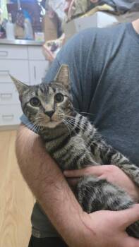 Frankie -  Domestic Short Hair Cat for Adoption in Pine Grove, Pennsylvania - Frankie | PetCurious