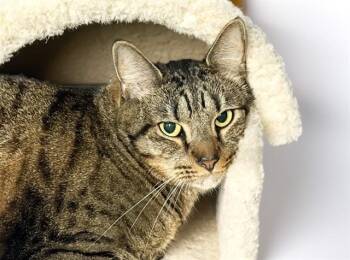 TIGER -  Domestic Short Hair Cat for Adoption in Fort Lauderdale, Florida - TIGER | PetCurious
