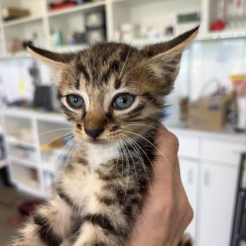 Bartholomew -  Domestic Short Hair Cat for Adoption in Leander, Texas - Bartholomew | PetCurious