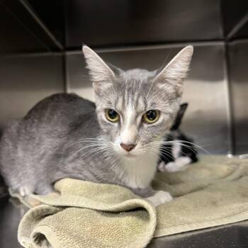 Gwyn -  Domestic Short Hair Cat for Adoption in Ottawa, Kansas - Gwyn | PetCurious