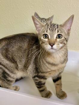 Neptune -  Domestic Short Hair and Tabby Cat for Adoption in Fargo, North Dakota - Neptune | PetCurious