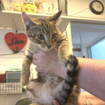 Moscato -  Domestic Short Hair Cat for Adoption in Albert Lea, Minnesota - Moscato | PetCurious