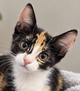 Evie Lou -  Calico Cat for Adoption - Evie Lou | PetCurious