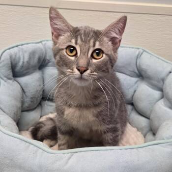 Daniel -  Domestic Short Hair Cat for Adoption in Greensboro, North Carolina - Daniel | PetCurious