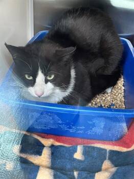 Domestic Short Hair Cats Available for Adoption in Pearland, Texas - BENEDICT | PetCurious