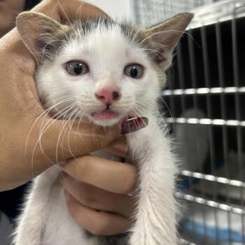 AHNJ-Stray-1210230 -  Domestic Short Hair Cat for Adoption in Newark, New Jersey - AHNJ-Stray-1210230 | PetCurious