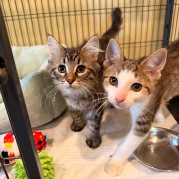 Travis -  Domestic Medium Hair Cat for Adoption in Saint Charles, Missouri - Travis | PetCurious