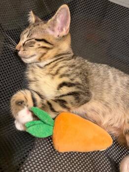 Xena -  Tabby Cat for Adoption in San Antonio, Texas - Xena | PetCurious