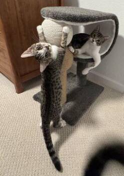 Pancake (Guardian Assist) -  Domestic Short Hair Cat for Adoption in Fremont, California - Pancake (Guardian Assist) | PetCurious