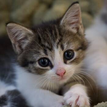 Minuet -  Domestic Short Hair Cat for Adoption in Chapel Hill, North Carolina - Minuet | PetCurious