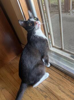 Rescue Domestic Short Hair Cats for Adoption in Lodi, California - Cowboy | PetCurious