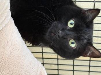 Cats for Adoption - Chloe | PetCurious