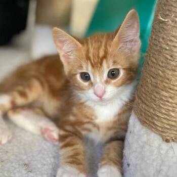 Everest -  Domestic Short Hair Cat for Adoption in Hemet, California - Everest | PetCurious