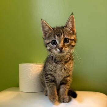 Sour Grapes -  Domestic Short Hair Cat for Adoption in Puslinch, Ontario - Sour Grapes | PetCurious