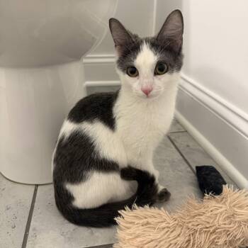 Nonfunctional Fireplace -  Domestic Short Hair Cat for Adoption in South Euclid, Ohio - Nonfunctional Fireplace | PetCurious