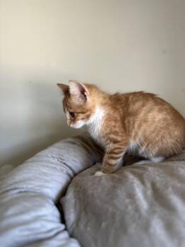 Monster Mutt Dalmatian -  Domestic Medium Hair Cat for Adoption in Chicago, Illinois - Monster Mutt Dalmatian | PetCurious