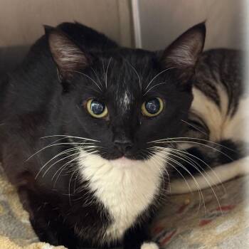 Jillie -  Domestic Short Hair Cat for Adoption in Cumming, Georgia - Jillie | PetCurious