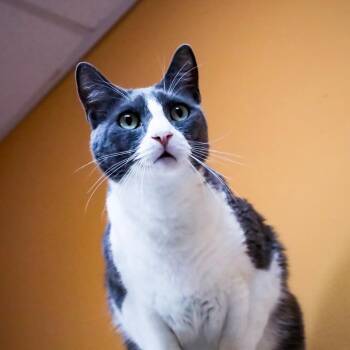American Shorthair Cats Available for Adoption in Fulton, Texas - Bruiser | PetCurious