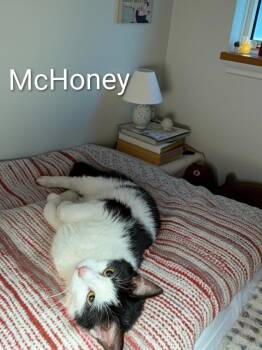 McHoney -  Domestic Short Hair Cat for Adoption in Jim Thorpe, Pennsylvania - McHoney | PetCurious