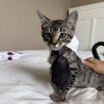 Ace -  Domestic Short Hair Cat for Adoption in Los Angeles, California - Ace | PetCurious