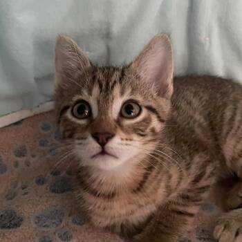 Calaf -  Domestic Short Hair Cat for Adoption in Chicago, Illinois - Calaf | PetCurious