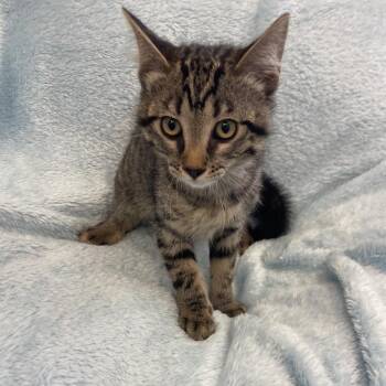 Boyo -  Domestic Short Hair Cat for Adoption in Park City, Utah - Boyo | PetCurious