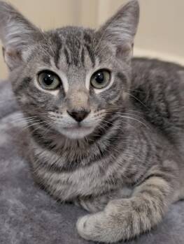 Ollie -  Domestic Short Hair Cat for Adoption in Jacksonville, Florida - Ollie | PetCurious