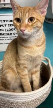 Rescue Domestic Short Hair Cats for Adoption in Phoenix, Arizona - Percy | PetCurious