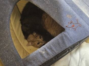 Rescue Domestic Short Hair Cats for Adoption - King OF80 | PetCurious