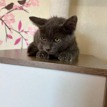 Johnny 26-06-146 -  Domestic Short Hair Cat for Adoption in Bastrop, Texas - Johnny 26-06-146 | PetCurious
