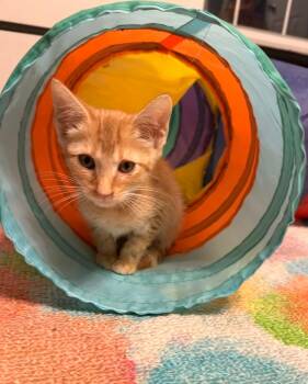 Patches -  American Shorthair Cat for Adoption in Panama City, Florida - Patches | PetCurious