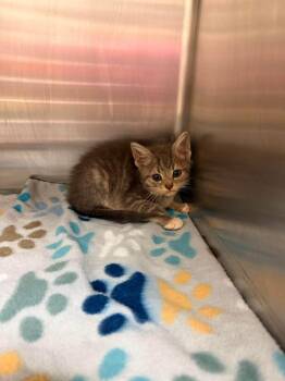 Sasha -  Domestic Short Hair Cat for Adoption in Virginia Beach, Virginia - Sasha | PetCurious