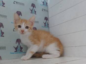 SONIC -  Domestic Short Hair Cat for Adoption in Orlando, Florida - SONIC | PetCurious