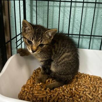 Invisible Woman -  Domestic Short Hair Cat for Adoption in Gadsden, Alabama - Invisible Woman | PetCurious