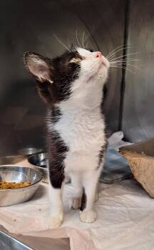 Trooper -  Domestic Short Hair Cat for Adoption in Stanton, Kentucky - Trooper | PetCurious