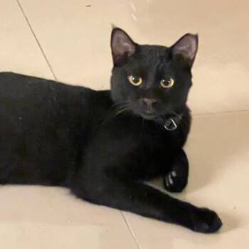 Basyak -  Domestic Short Hair Cat for Adoption in Waltham, Massachusetts - Basyak | PetCurious