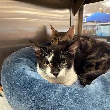 Chance -  Domestic Short Hair Cat for Adoption in Hemet, California - Chance | PetCurious