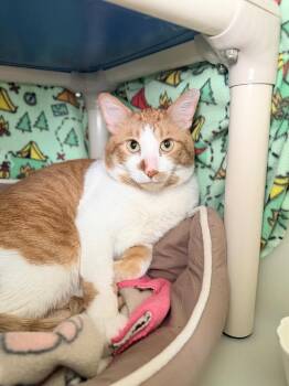 Domestic Short Hair Cats Available for Adoption in Menomonie, Wisconsin - Clem | PetCurious