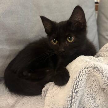 Domestic Short Hair Cats Available for Adoption - Grover | PetCurious