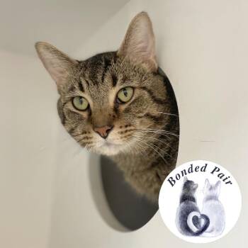 Aurelius -  Domestic Short Hair Cat for Adoption in Champaign, Illinois - Aurelius | PetCurious