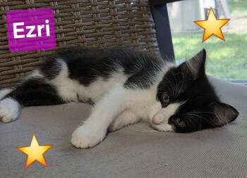 Ezri 6780 -  Domestic Medium Hair Cat for Adoption in Dallas, Texas - Ezri 6780 | PetCurious